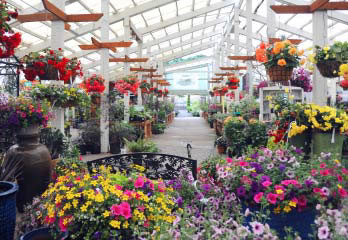 Interior od greenhouse at Furney's Nursey