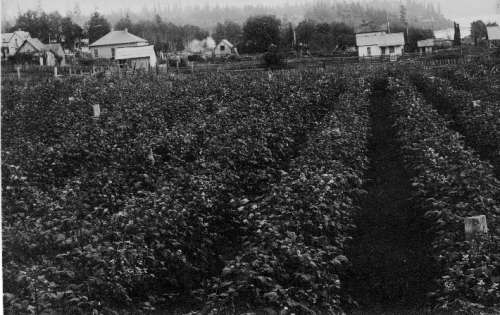 Bixler Blackberry Patch at 7th Ave and South 222nd St.